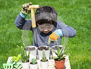 Active little kid boy wering gloves planting cactus in home`s garden on sunny summer day, Child having fun and looking curious in