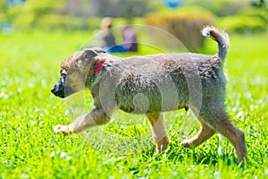 Active little puppy running around on green grass