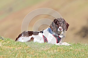 Active outdoor healthy dog