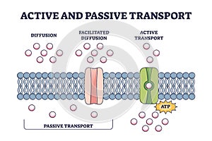 Active and passive transport as molecules ATP movement in outline diagram photo
