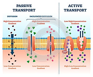 Active passive transport vector illustration. Labeled educational cell scheme