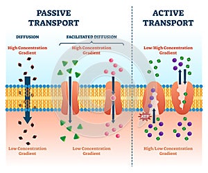 Active passive transport vector illustration. Labeled educational cell scheme photo