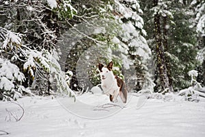Active pet portrait of happy border collie running in fresh snow