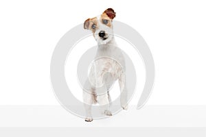 Active, playful dog, purebred Jack Russell Terrier in motion, jumping, playing isolated on white studio background