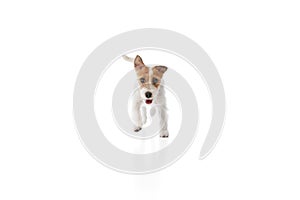 Active playful dog, purebred Jack Russell Terrier in motion, running, playing isolated on white studio background