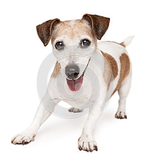 Active playful senior dog Jack Russell terrier wants to play.