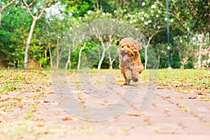 Active poodle purebred dog running and exercising at park