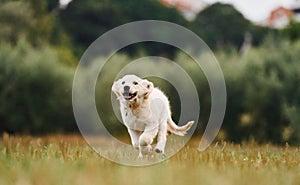 Active puppy of golden retriever is running on the green field