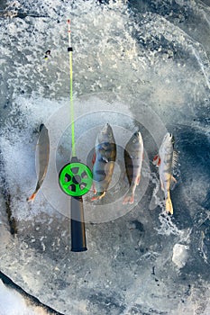 active rest fishing for perch in winter from ice