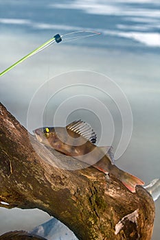 active rest fishing for perch in winter from ice