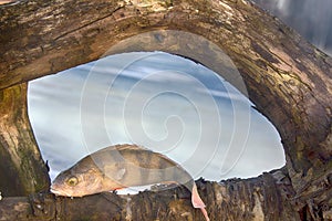 active rest fishing for perch in winter from ice