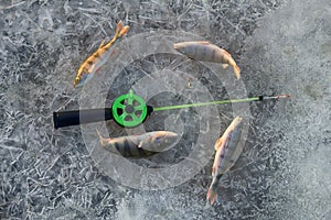 active rest fishing for perch in winter from ice