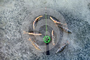 active rest fishing for perch in winter from ice