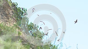 Active sand martin colony in sand pit slowmotion