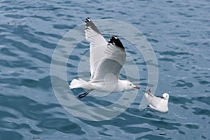 Active sea gulls seagulls over blue sea ocean