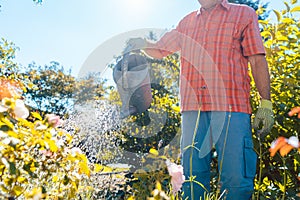 Active senior man watering plants in the garden in a tranquil summer day