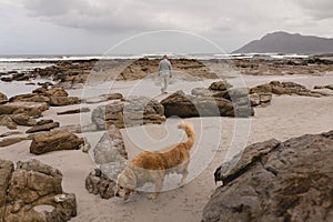 Active senior walking on a beach with his dog