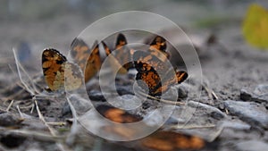 Active silvery checkerspot butterflies in mud puddle