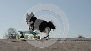 Active small chihuahua pet dog pushing skateboard sport agility riding on asphalt road on blue cloudy sky background
