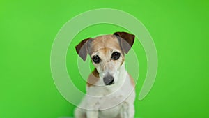 Active small dog come to frame and then leave. Video footage. Green chroma key background. Lovely white Jack Russell