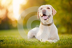 Active, smile and happy purebred labrador retriever dog outdoors in grass park on sunny summer day