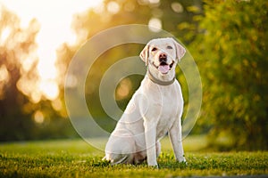 Active, smile and happy purebred labrador retriever dog outdoors in grass park on sunny summer day