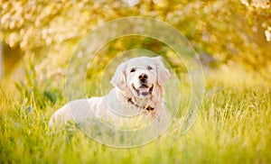 Active, smile and happy purebred labrador retriever dog outdoors in grass park on sunny summer day