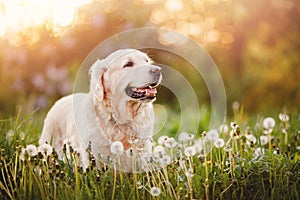 Active, smile and happy purebred labrador retriever dog outdoors in grass park on sunny summer day