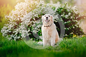 Active, smile and happy purebred labrador retriever dog outdoors in grass park on sunny summer day