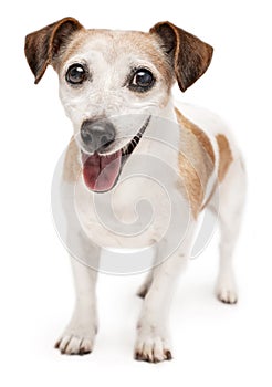 Active smiling senior 13 years old dog Jack Russell terrier looking at camera and smiling.