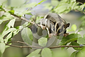 Active sugar-glider on nature