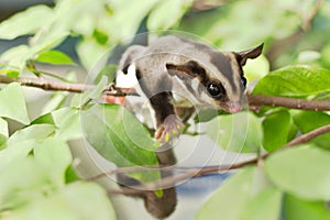 Active sugar-glider on nature