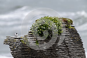 Active tern of the white-fronted tern colony at Pancake rocks, New Zealand