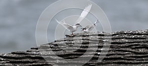 Active tern of the white-fronted tern colony at Pancake rocks, New Zealand