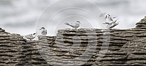 Active terns, two of them mating, of the white-fronted tern colony at Pancake rocks, New Zealand