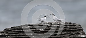 Active terns of the white-fronted tern colony during a courtship behaviour at Pancake rocks, New Zealand