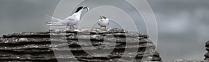 Active terns of the white-fronted tern colony during a courtship behaviour at Pancake rocks, New Zealand