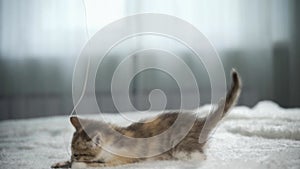 An active three-haired kitten plays with a bow on the bed in a bright bedroom. Cute animals.