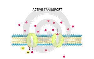 Active transport across the cell membrane.