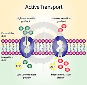 Active transport against concentration gradient