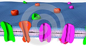 Active Transport human cell