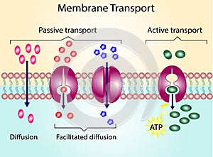 Active vs passive transport for Molecules movement in cell.