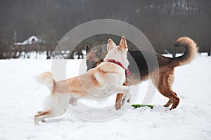 Active walk with two dogs in snow. Black and tan German Shepherd and white half breed shepherd stand in nature in snowy forest and
