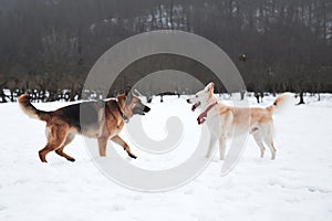 Active walk with two dogs in snow. Black and tan German Shepherd and white half breed shepherd stand in nature in snowy forest and