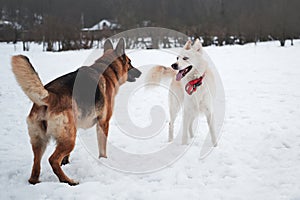 Active walk with two dogs in snow. Black and tan German Shepherd and white half breed shepherd stand in nature in snowy forest and