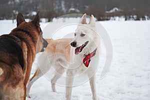 Active walk with two dogs in snow. Black and tan German Shepherd and white half breed shepherd stand in nature in snowy forest and