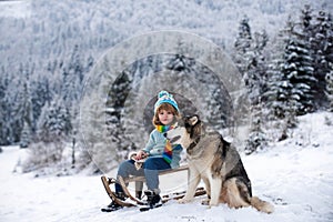 Active winter outdoors games for kids with dog husky. Happy Christmas vacation concept. Boy enjoying winter, playing