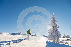 Active woman snowshoeing on a clear sunny day passing by a frozen snow covered fir tree