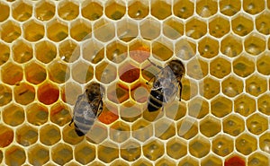 Active work of bees during honey collection