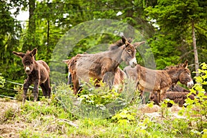 Active young cople hiking on a wooden brifge over mountain creek